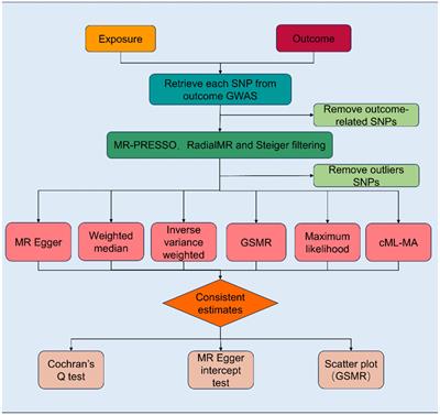 Cardiometabolic traits mediating the effect of education on the risk of DKD and CKD: a Mendelian randomization study